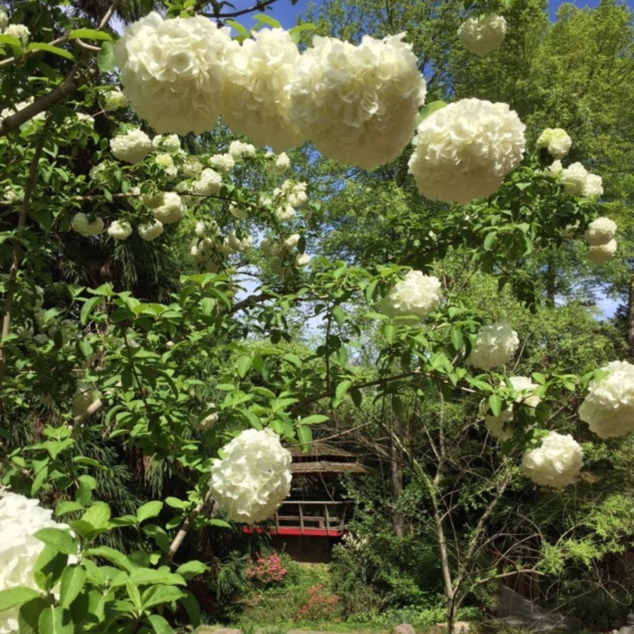 Wander Through The Unc Charlotte Botanical Gardens Offline